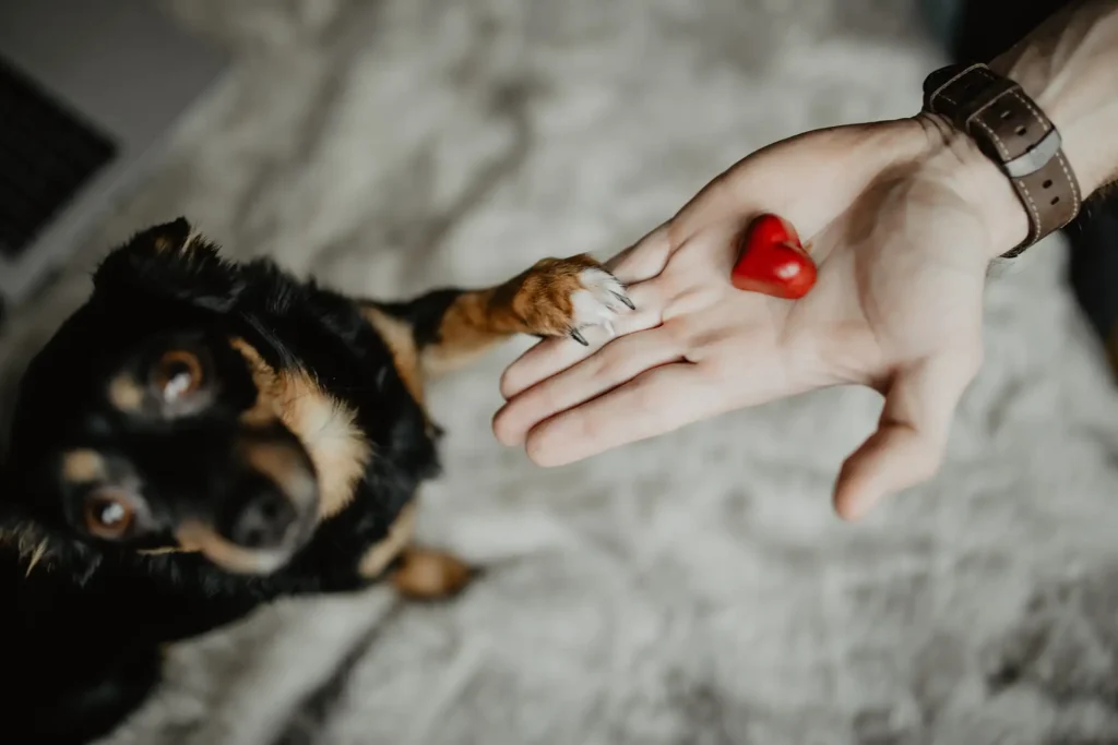 Summer Flea and Tick Medicine